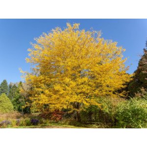 Gledíčia beztŕňová (Gleditsia triacanthos) ´SKYLINE´ - výška 200-250 cm, obvod kmeňa 8/10 cm, C30L 